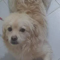 کوچولوی بامزه باشناسنامه واکسن خورده|سگ|صباشهر, |دیوار