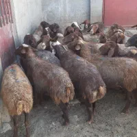 فروش فوری ۳۱راس میش چاق و نیم گوشت