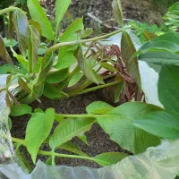 پیوند و هرس درختان|خدمات باغبانی و درختکاری|دماوند, دماوند|دیوار