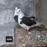 کبوتر زینتی و معمولی|پرنده|رودسر, |دیوار