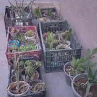 گلدان