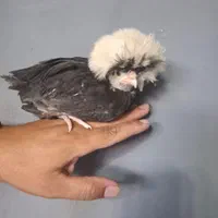 جوجه لهستانی اصل