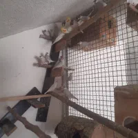 فروش فنچ سیلور با یک جفت عروس هلندی|پرنده|نورآباد ممسنی, |دیوار