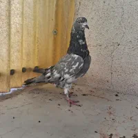 کفتر جوجه قلمی