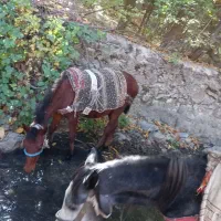 کره اسب۸ماه سالم سرحال تندتیز