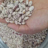 لوبیا چیتی آذربایجان