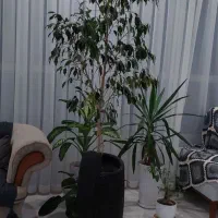 بنجامین یوکا دیفن افوربیا زاموفیلیاو غیره