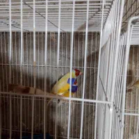 فنچ و مرغ عشق