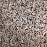 گندم24000|خدمات باغبانی و درختکاری|اراک, |دیوار