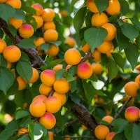 فروش نهال زردآلو عسگر آبادی سالم و ریشه دار