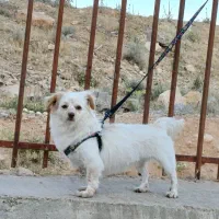 واگذاری سگ اشپیتز
