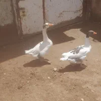 غو غاز