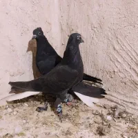 ساعت طرح کبوتر|ساعت|فردوس (خراسان), |دیوار