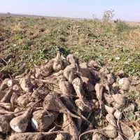 چغندر قند فروشی|حیوانات مزرعه|هلالی, |دیوار