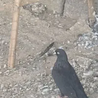 سلام خدمت دوستان عزیز چند جفت کبوترجفتی 600|پرنده|رودان, |دیوار
