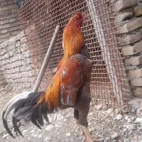 یک عدد مرغ ویک عدد خروس لاری