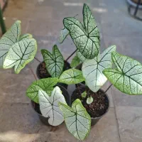 گیاه طبیعی کالادیوم