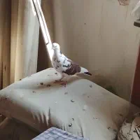 نره قم کار|پرنده|شازند, |دیوار