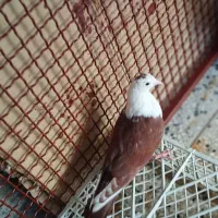 کبوتر نهبندان|پرنده|نهبندان, |دیوار