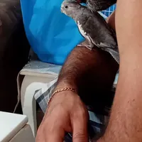 بخاطر گرفتن مرغ مینا