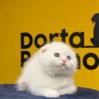 اسکاتیش سفید چشم تا به تا|گربه|تهران, پونک|دیوار