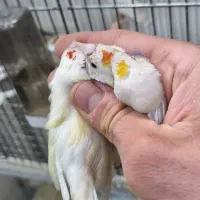 جوجه گلدین سبز وزرد وآبی ماده بالغ