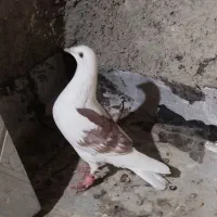 کبوتر فروشی