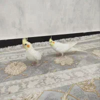 فروش عروس هلندی و مرغ عشق