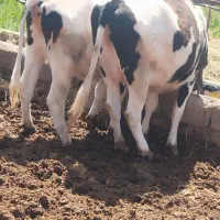 تلیسه آبستن8ماه وگاوگوسالهش/