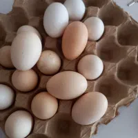 تخم مرغ نطفه دار پلیموت راک