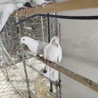 سلام تعدادی مایه کفتر درجه یک|پرنده|سپیدان, |دیوار