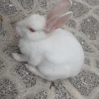 خرگوش نر