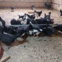 نیمچه مرغ وخروس گلین|حیوانات مزرعه|میبد, |دیوار