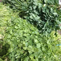 انواع سبزی تازه درجه یک