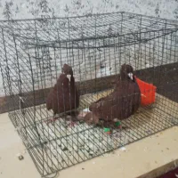 کبوتر سرخ دم سفید|پرنده|شوشتر, |دیوار