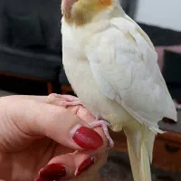 عروس هلندی|پرنده|بندر انزلی, نیمه شعبان|دیوار