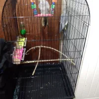 پرنده|پرنده|کیاکلا, |دیوار