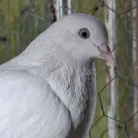 کبوترسفیدبمبویی وطوقی
