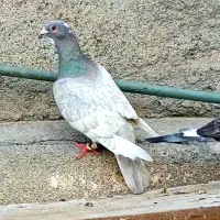 گراف قلدر قره طاووسی عتیقه قره سرخ کرمونی معاوضه