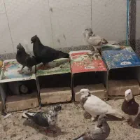 کفتر