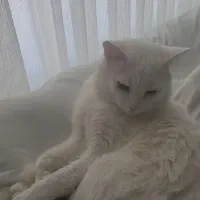 واگذاری گربه