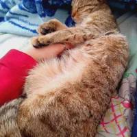 واگذاری گربه ببری