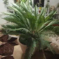 گل سیکاس سیزده ساله