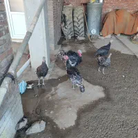 بوقلمون برنز اصل و درجە یک فریح|حیوانات مزرعه|پیرانشهر, |دیوار