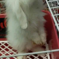 خرگوش لوپ ۳ ماهه