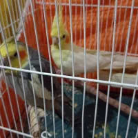 یک جفت عروس هلندی مولد جوان و سالم