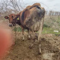 گاو شیری وگوساله