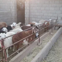 بره دورگ چینی