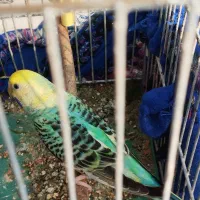 مرغ عشق اسپانگل|پرنده|خرمشهر, |دیوار