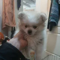 توله سگ پامر|سگ|تهران, کرمان|دیوار